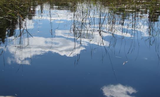 A lake reflecting blue sky, clouds, and wild rice plants