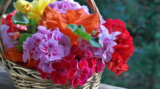 Red, orange, purple, and yellow flowers in a basket