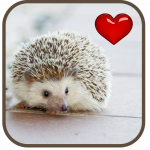 photo of a hedgehog with a heart