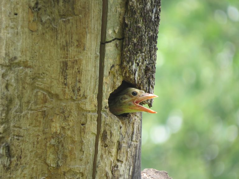 bird peeking out of a tree with an open beak 