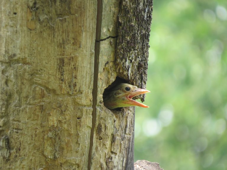 bird peeking out of a tree with an open beak