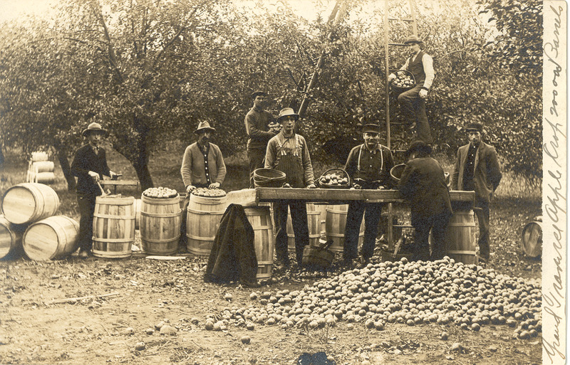 Old photo - men with barrels of apples