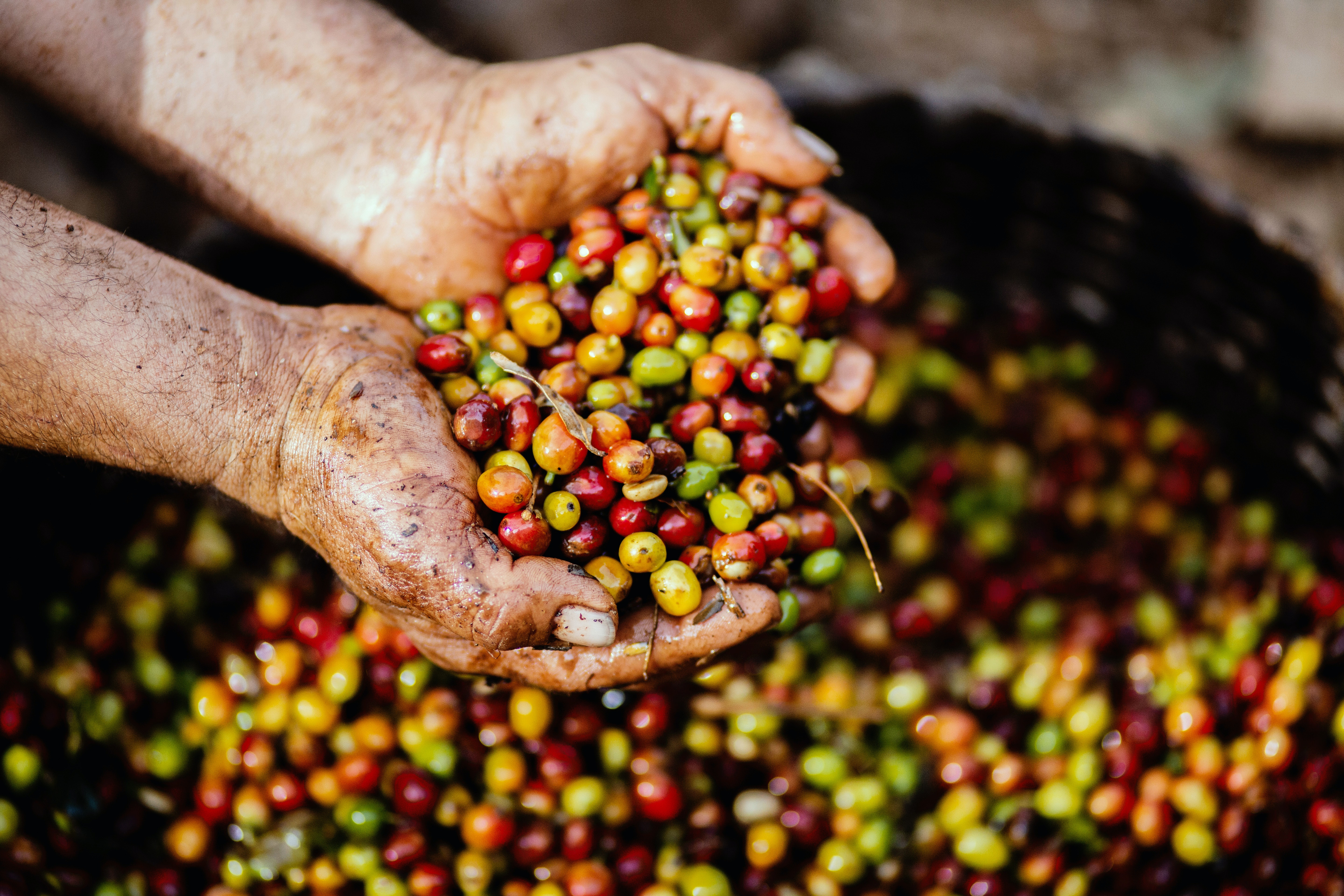 Photo of two hands lifting a pile of ripe coffee beans