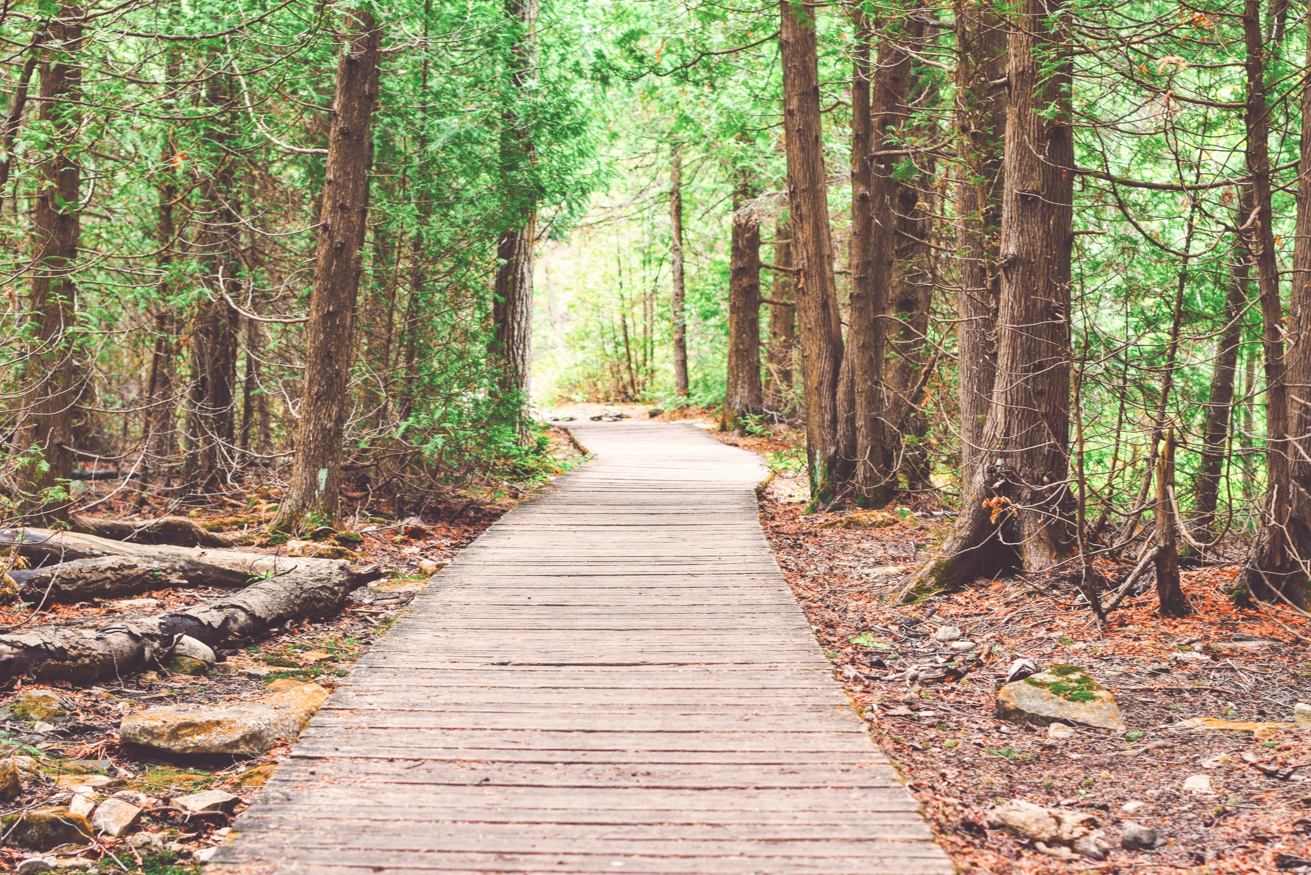 Wood plank path in the woods