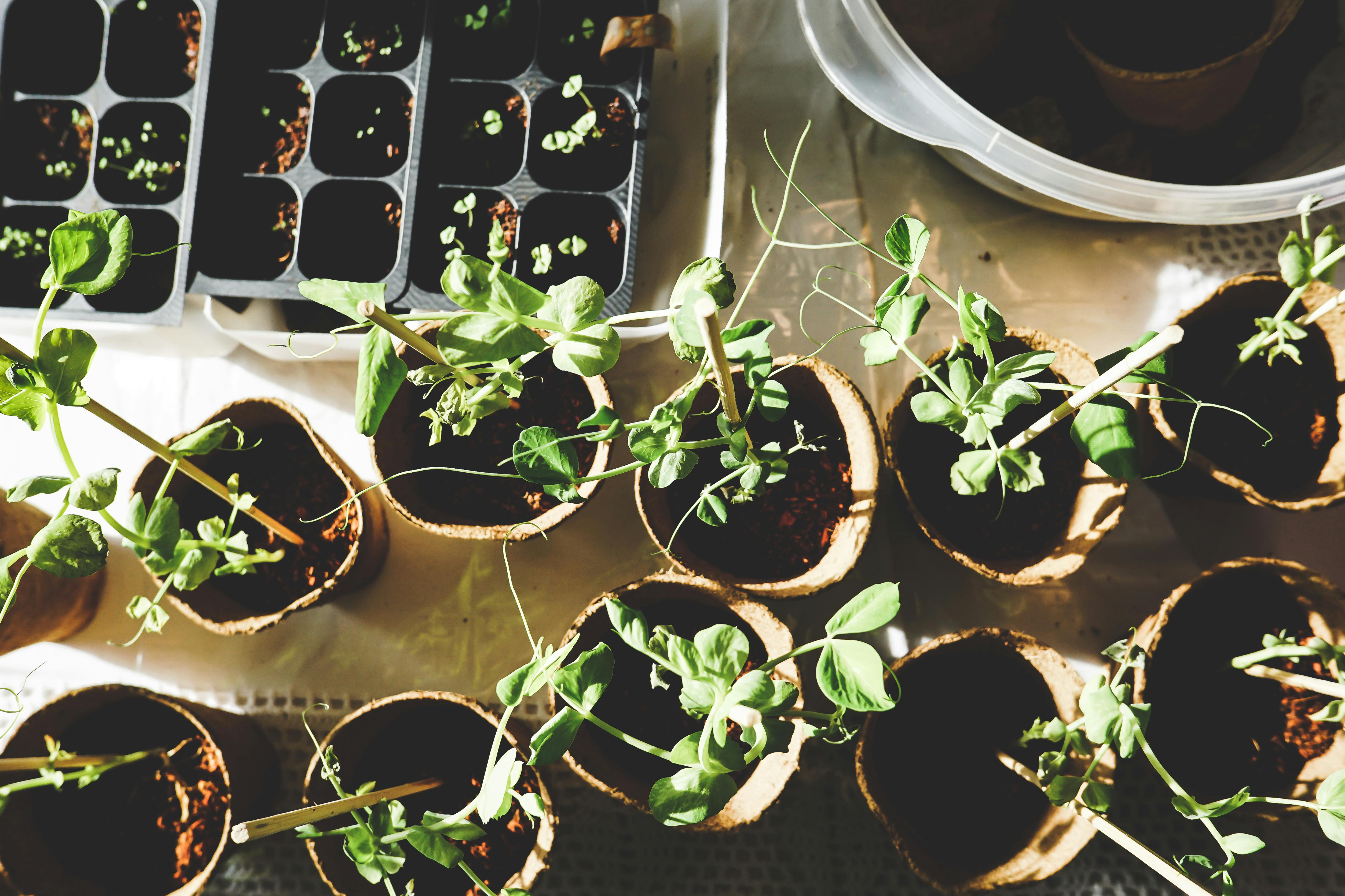 Gardening