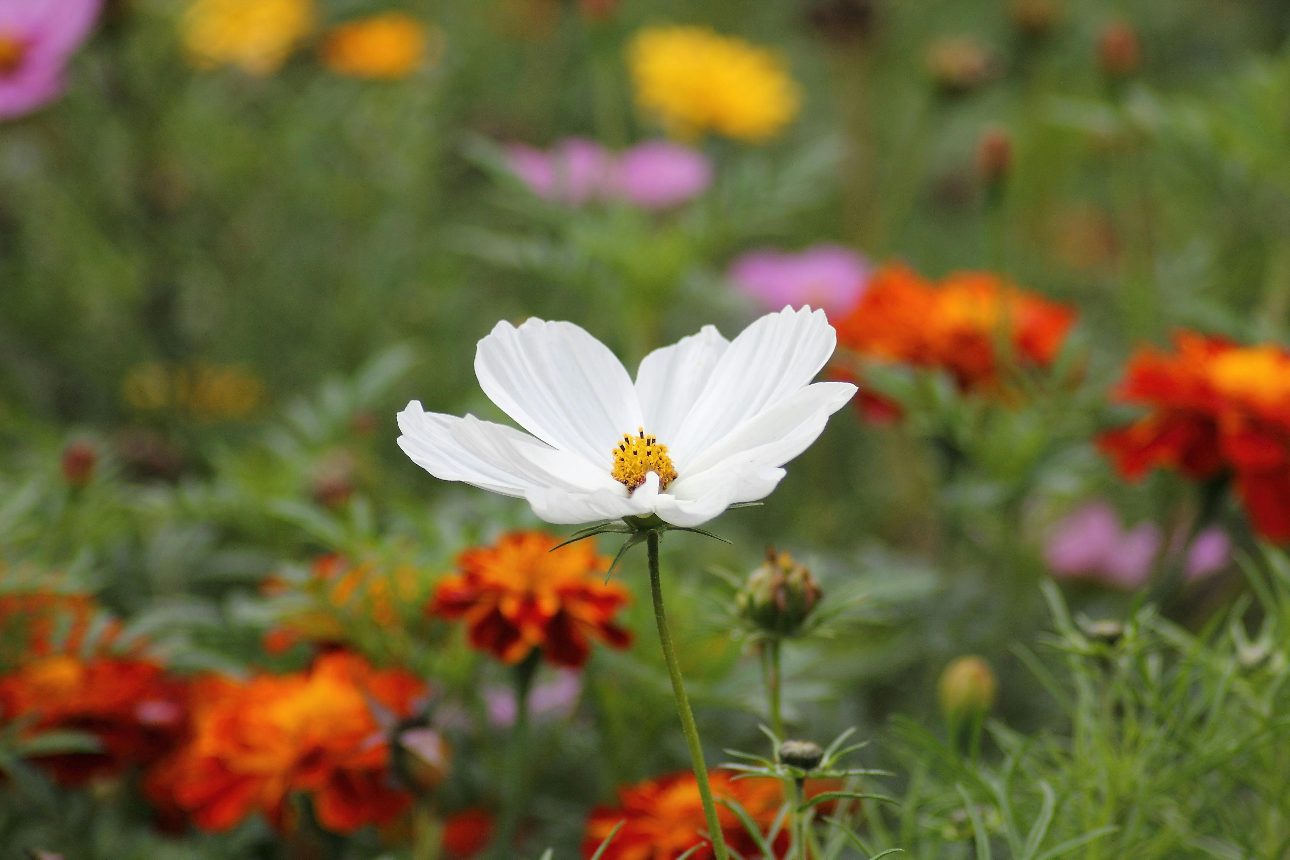 Wildflowers