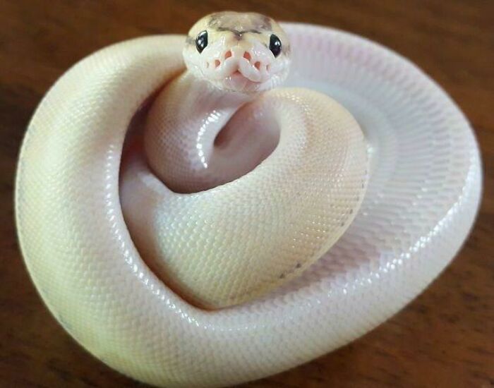 An adorable baby ball python is curled up, looking at the viewer happily. It is clear that it wants boops.