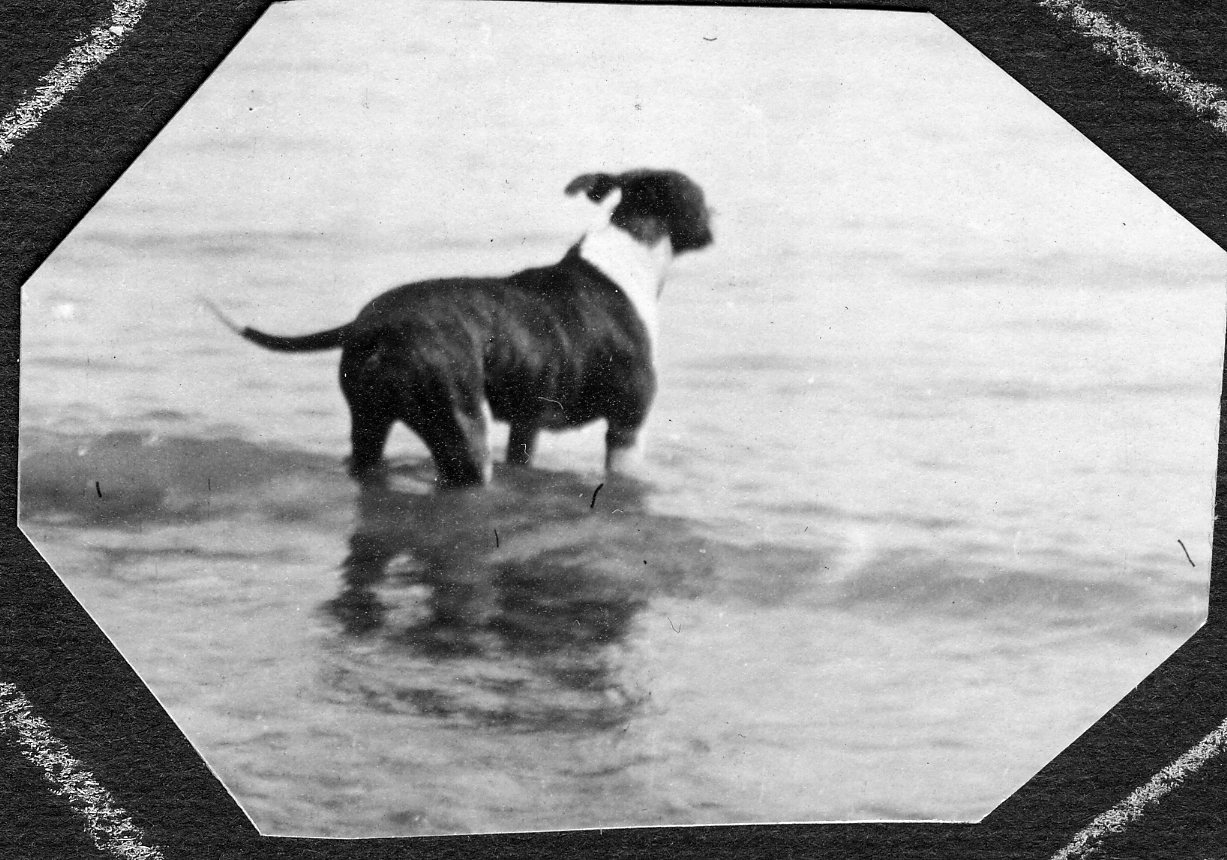 dog standing in water