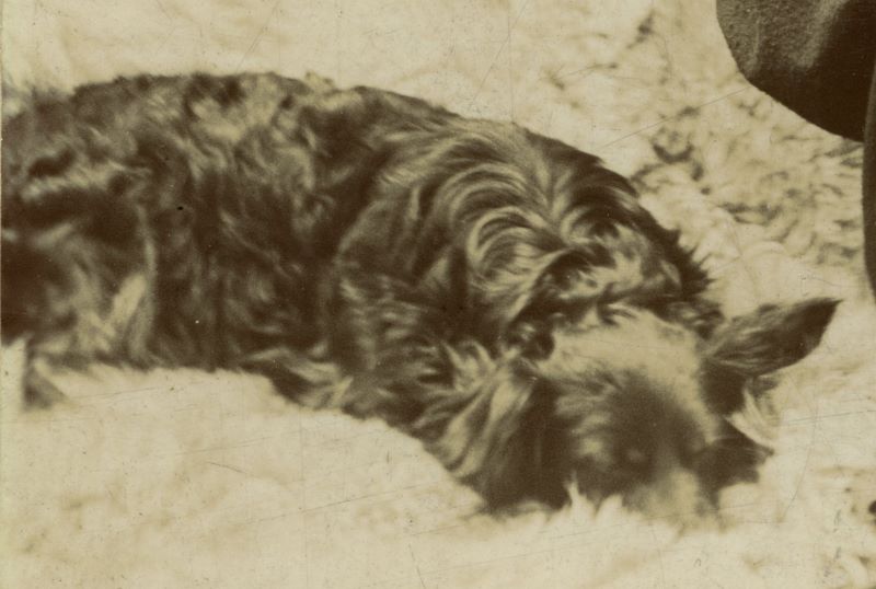 close up of dog in the portait