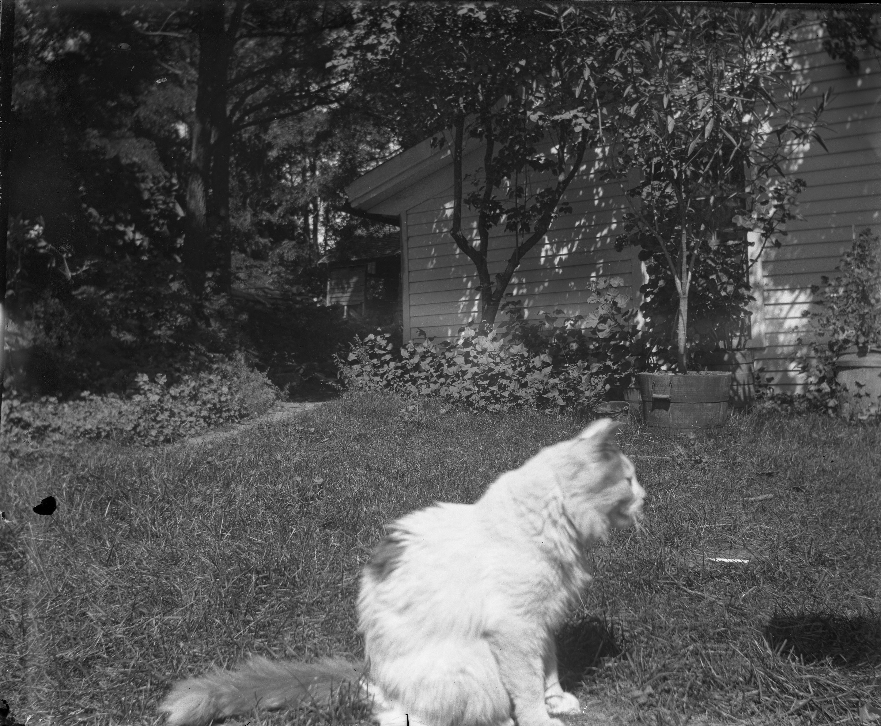 Cat in yard