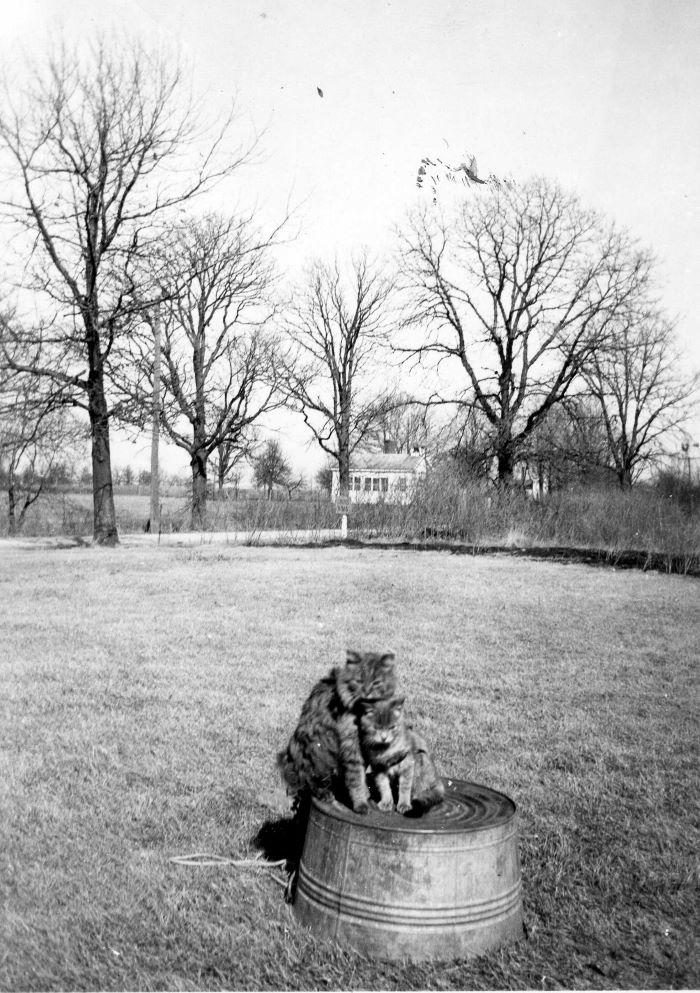 cats photograph