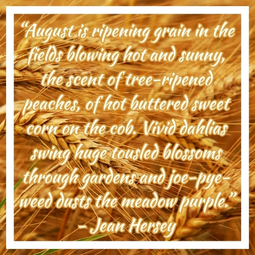 A quote on a background image of a field of golden grain that reads: "August is ripening grain in the fields blowing hot and sunny, the scent of tree-ripened peaches, of hot buttered sweet corn on the cob. Vivid Dahlias swing huge tousled blossoms through gardens and joe-pye-weed dusts the meadows purple." - Jean Hersey