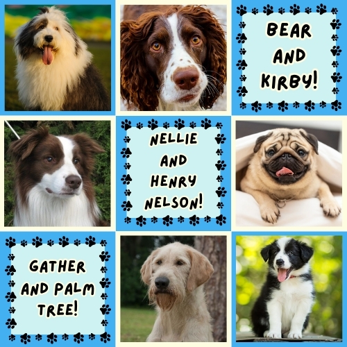 Names and images of dogs that look like dogs from YA books. In order they are Bear (Old English Sheepdog), Kirby (Springer Spaniel), Nellie Nelson (Border Collie), Henry Nelson (Pug), Gather (lovable mutt), and Palm Tree (Border Collie Puppy)
