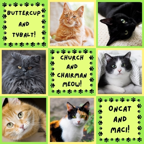 Image of six cats from YA fiction. In order, the cats are Buttercup (Ginger Maine Coon), Tybalt (Black cat), Church (Blue Persian Longhair), Chairman Meow (Black and White Mixed Breed), Oncat (Orange Tabby), and Maci (Calico Cat).