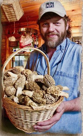 Morel
