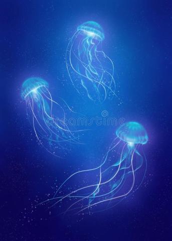 jellyfish