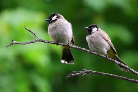 Two birds with black heads and grey bodies sitting on a small branch. Background of green trees.