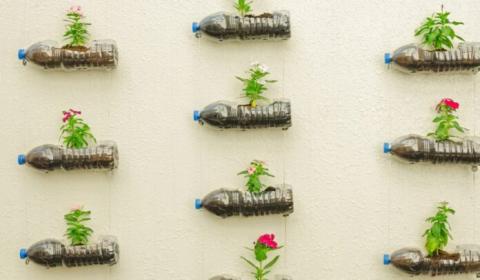 Tan wall with clear plastic bottles with blue lids on their sides. There is dirt inside the water bottles and flowers of either red or pink with many green leaves growing out of the dirt.
