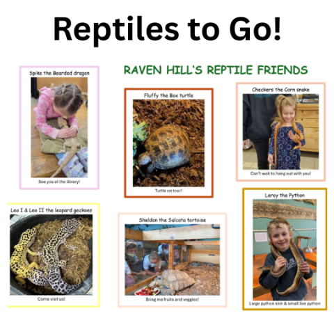 Reptiles to Go! Raven Hill's reptile friends include Spike the Bearded Dragon, Fluffy the Box Turtle, Checkers the Corn Snake, Leo I & Leo II the leopard geckoes, Sheldon the Sulcata tortoise, and Leroy the python.
