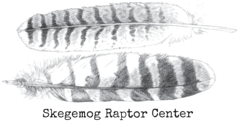 logo for Skegemog Raptor Center, consisting of two striped feathers laying parallel and the name of center underneath