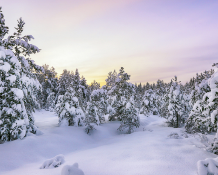 Snowy pine trees with a yellow, pink, and purple sunrise