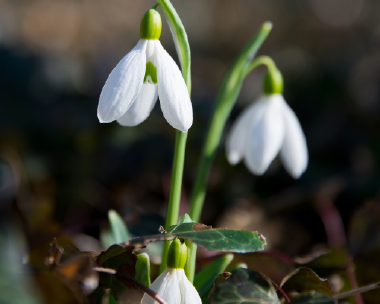 Snowdrops blossoming