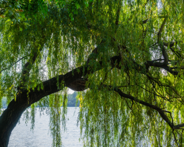image of a willow tree hanging over the water