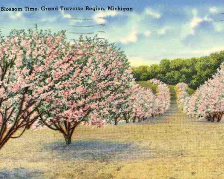 Blossoming cherry trees, postcard 1909