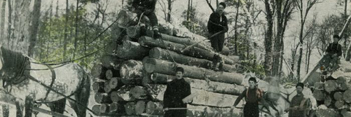 Colored photographic postcard of lumbermen and load of logs, undated